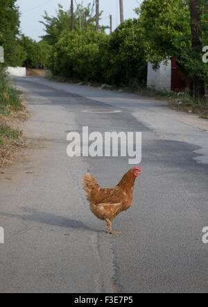 Chicken road game, chicken road romania